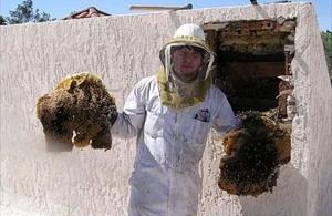 Avondale Bee Removal employee holding removed comb